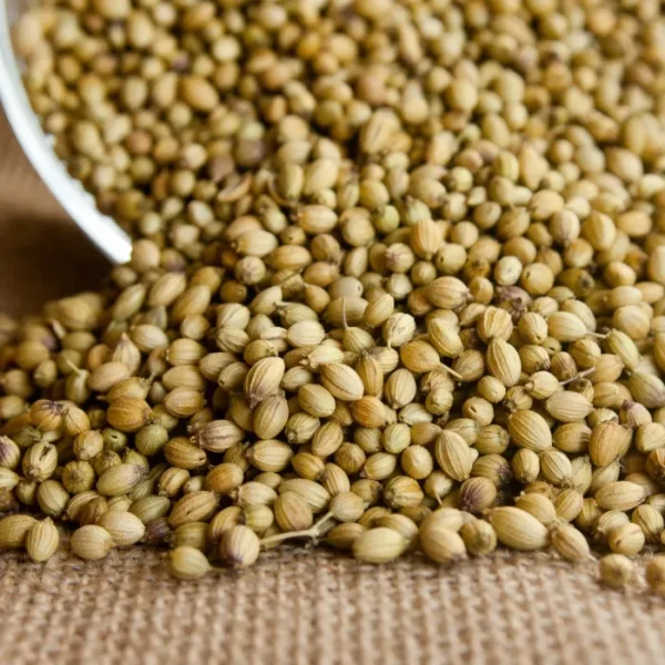 Coriander