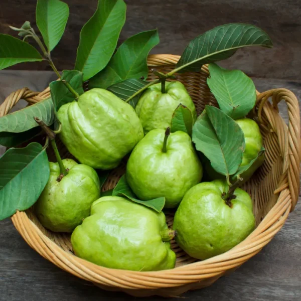 Guava