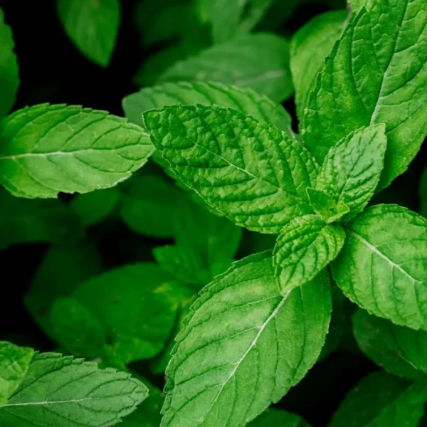 Mint