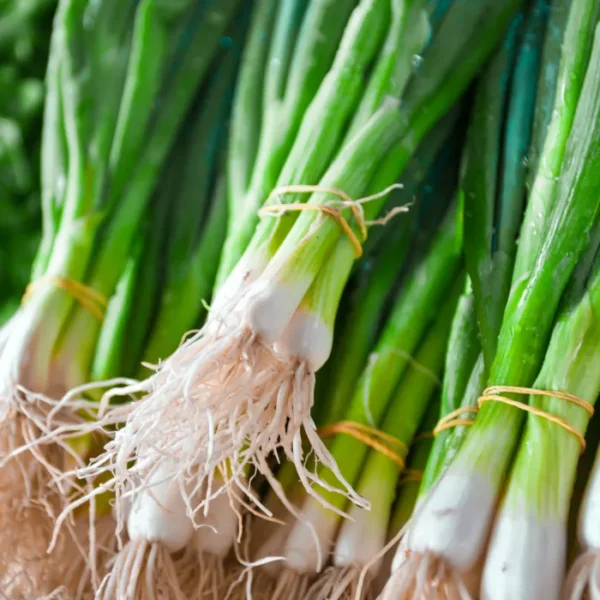 Spring onion