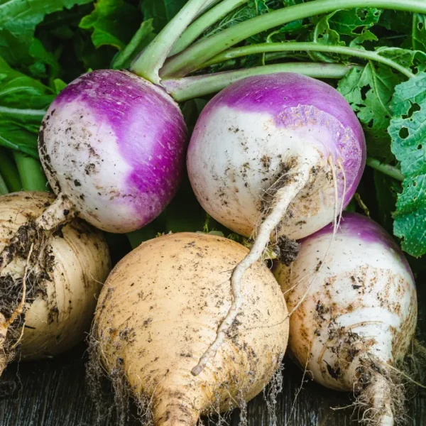 Turnip