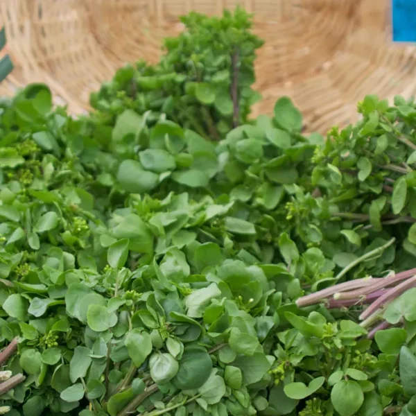 Watercress
